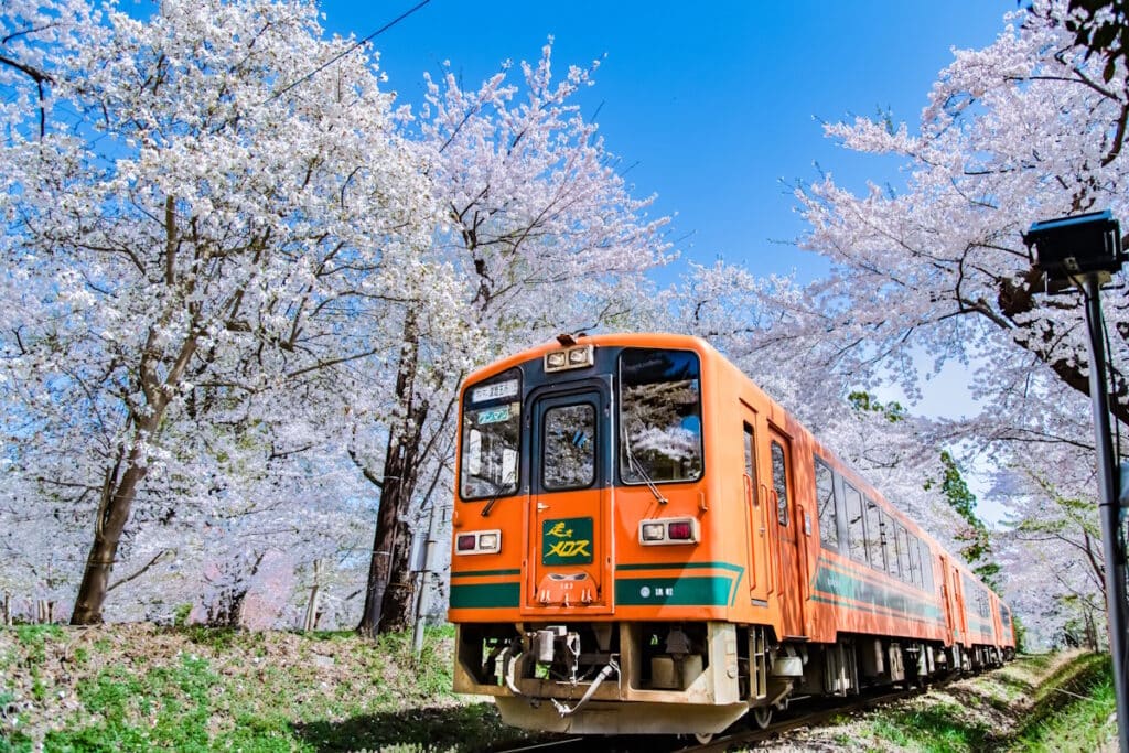 The Tsugaru train in Aomori Prefetcure amidst cherry blossoms