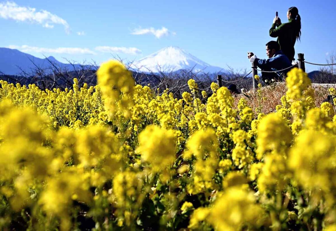 Rapeseed Flowers in Peak Bloom at Kanagawa Pref. Park that Offers View of Mt. Fuji Rapeseed Flowers in Peak Bloom at Kanagawa Pref. Park that Offers View of Mt. Fuji