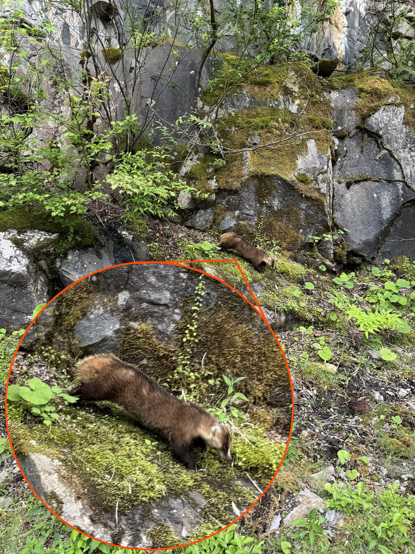 tanuki running on a hill.