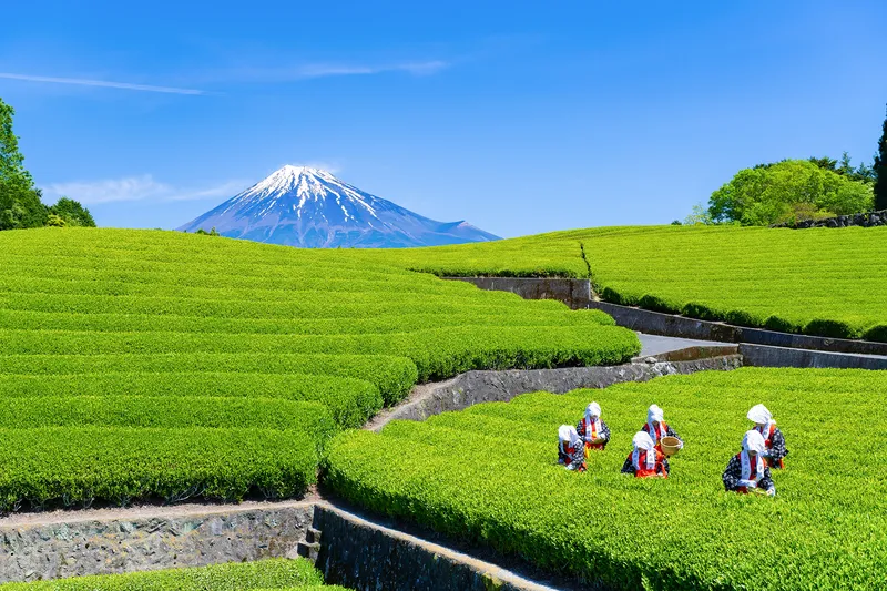 Imamiya Tea Field