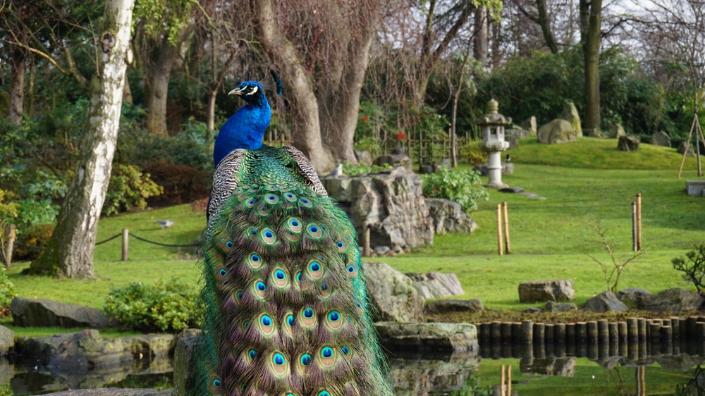 a peacock at kyoto gardens