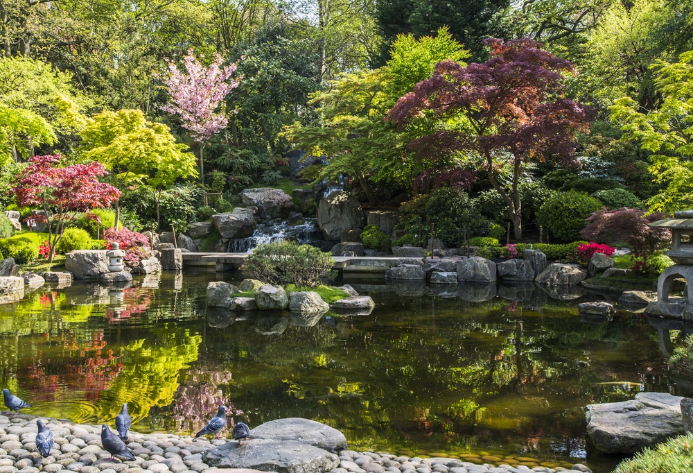 the pond with the waterfall visible in the back, at kyoto garden