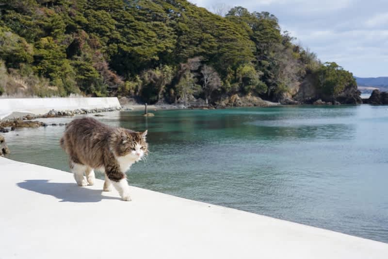 Tashirojima Cat Island