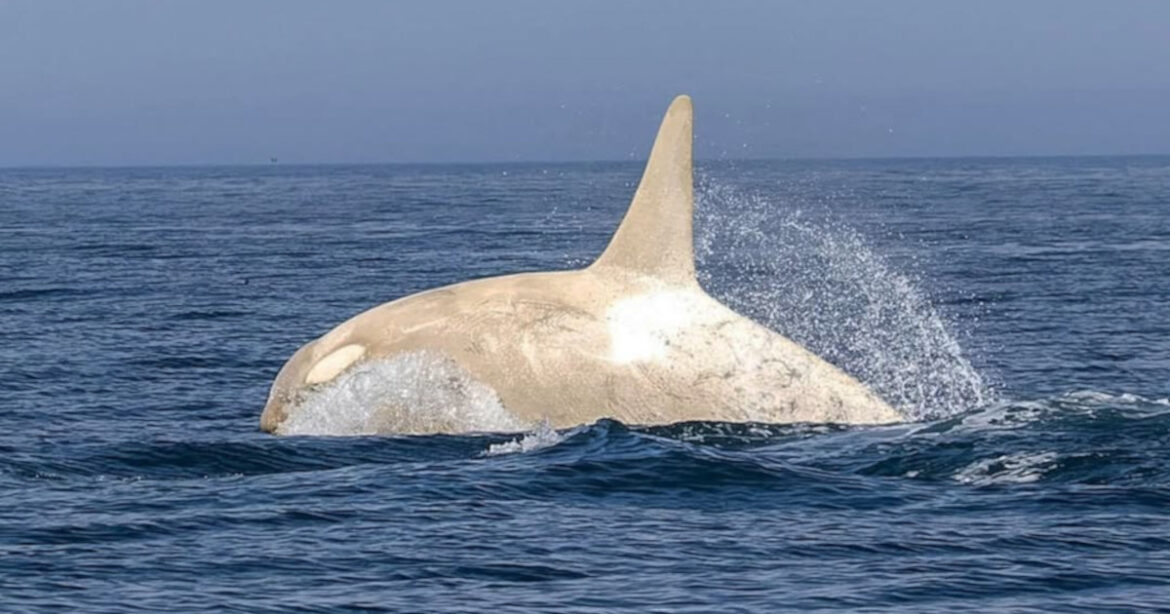 Japanese Photographer Captures an All-White Orca in Hokkaido Japanese Photographer Captures an All-White Orca in Hokkaido