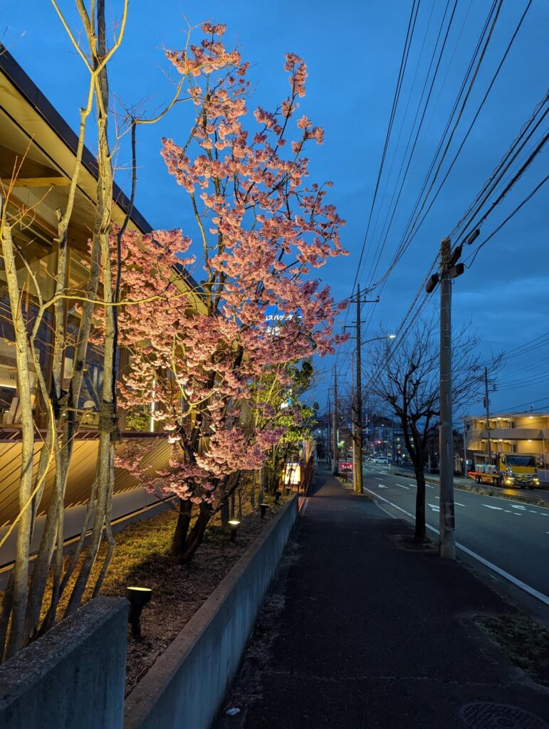 I think only I could love these photos - they're so bad lol. But! as usual I had a blast taking them!