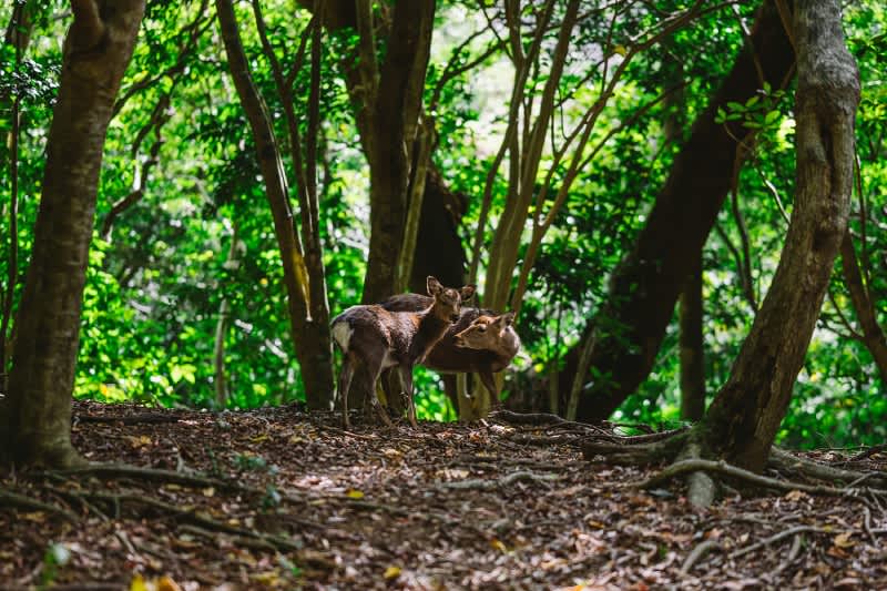 Yakushima Island Deer