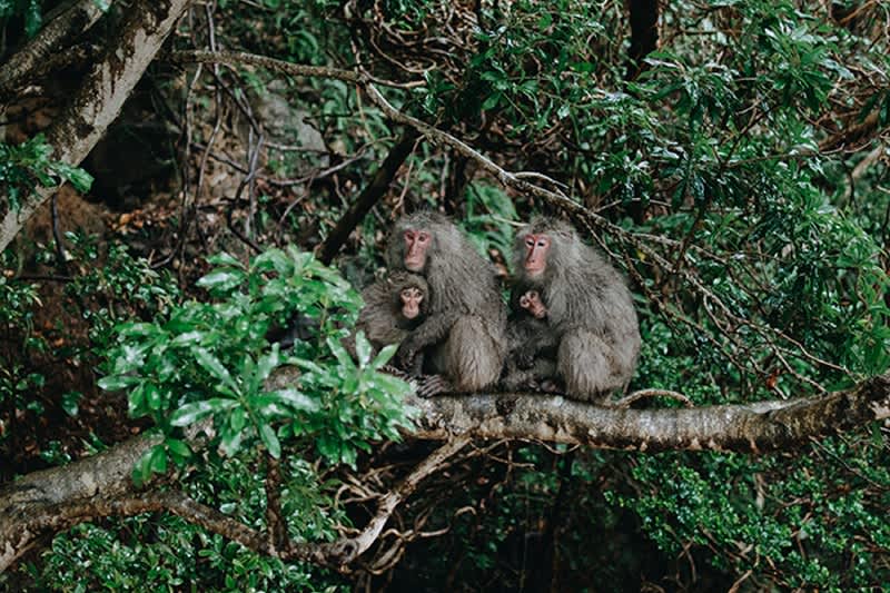 Yakushima Island Macaques