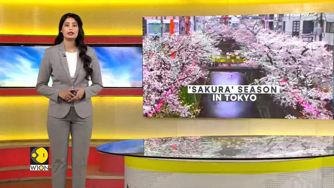 Tokyo's cherry blossoms draw crowds at peak bloom