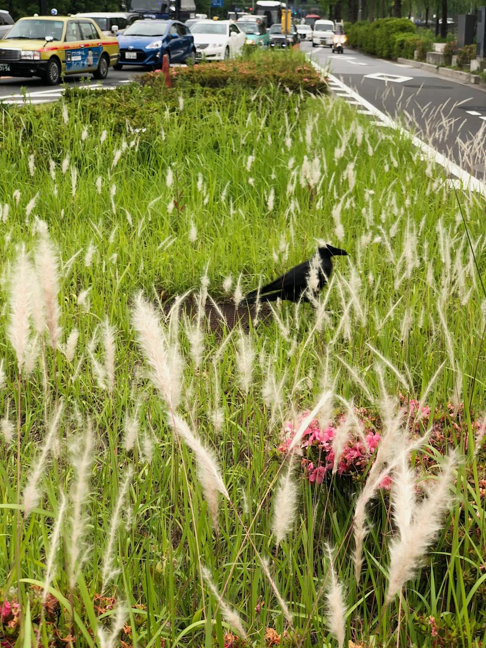 Outside the Imperial Palace in Tokyo.