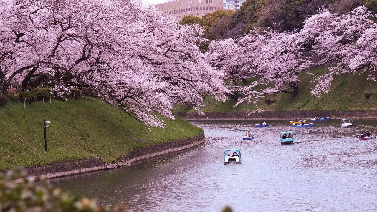 Cherry Blossom season in Japan Credit Canva