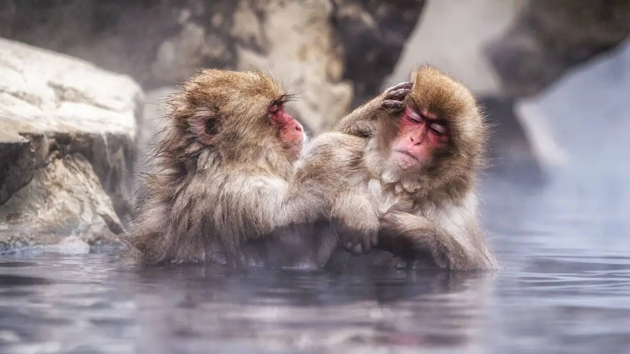 Jigokudani Monkey Park Credit Canva