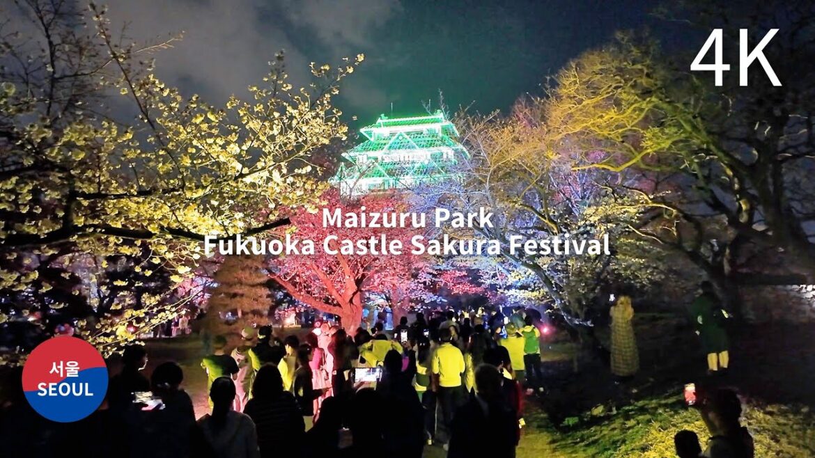 Fukuoka Sakura Illumination Night Walk at Maizuru Park, Japan 4K Fukuoka Sakura Illumination Night Walk at Maizuru Park, Japan 4K