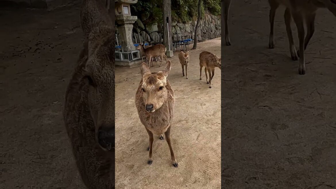 Miyajima Deer #travel #japan #miyajima #hiroshima Miyajima Deer #travel #japan #miyajima #hiroshima