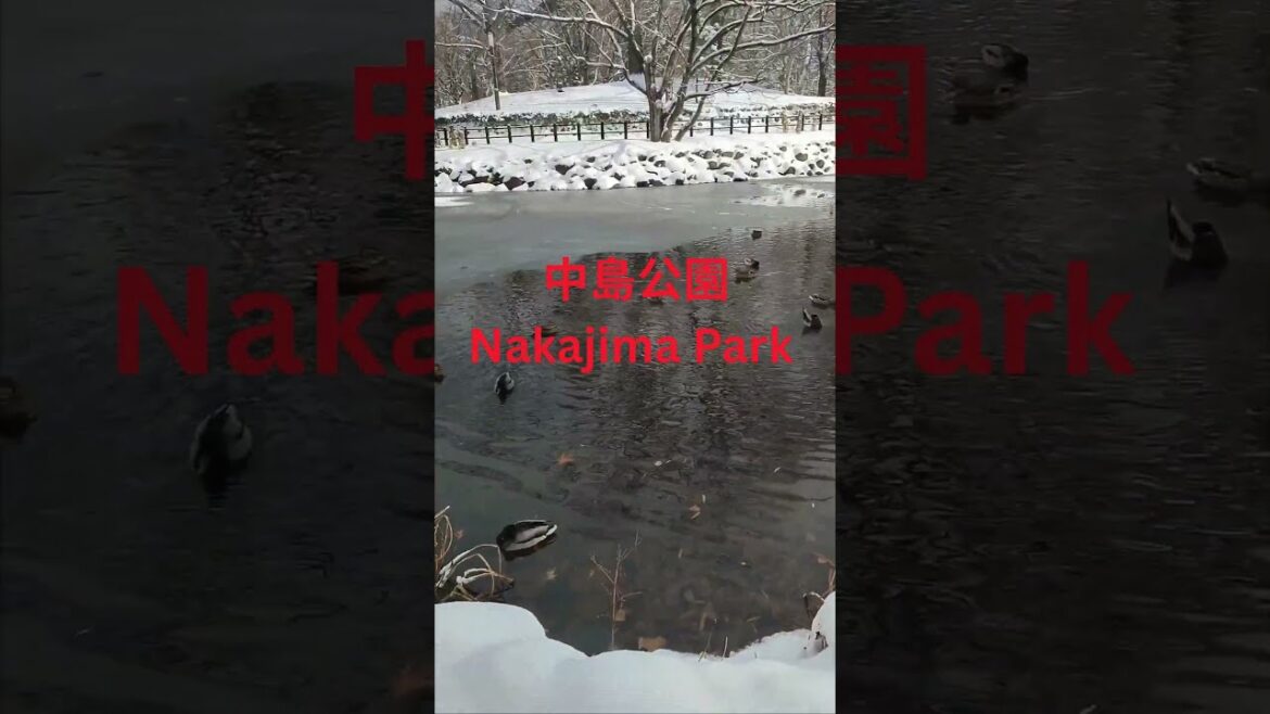 🌿 Nakajima Park (中島公園) – Sapporo’s Hidden Oasis! 🦆🍵✨#hokkaido #japaneselandscape #travel #winter