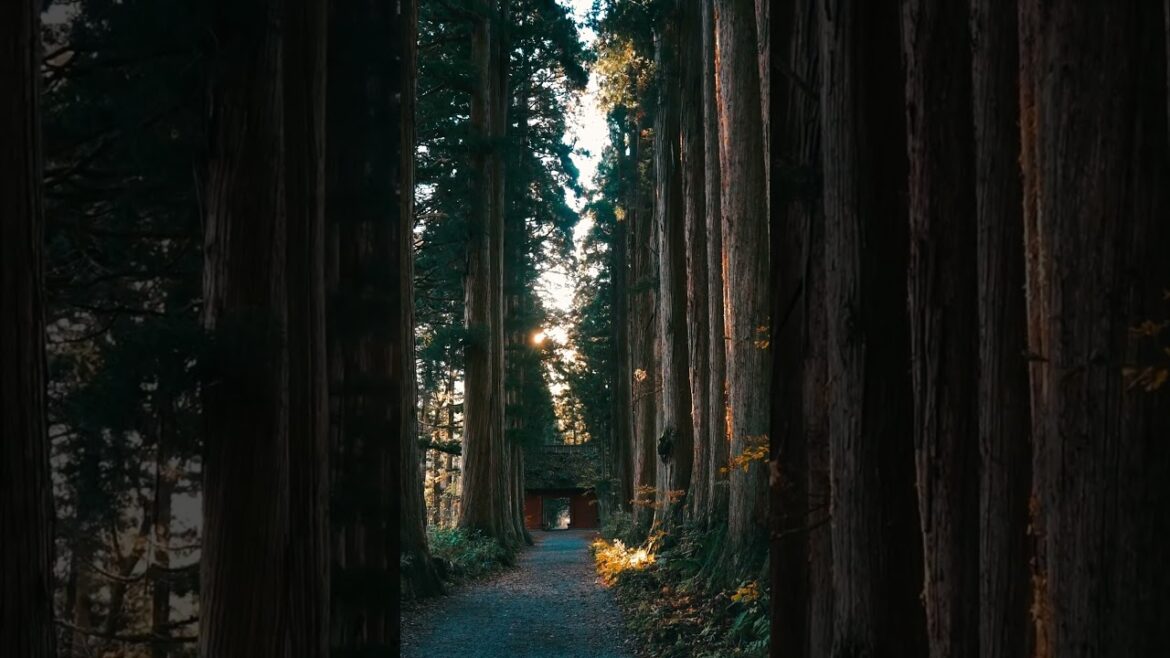 Togakushi Shrine | Nagano, Japan 🇯🇵✨ #shorts