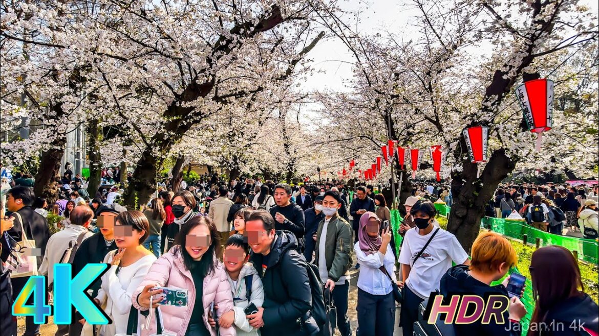 Ueno park Cherry Blossoms 2025: Tokyo, Japan | 4K HDR Walking Tour πΈ Ueno park Cherry Blossoms 2025: Tokyo, Japan | 4K HDR Walking Tour πΈ