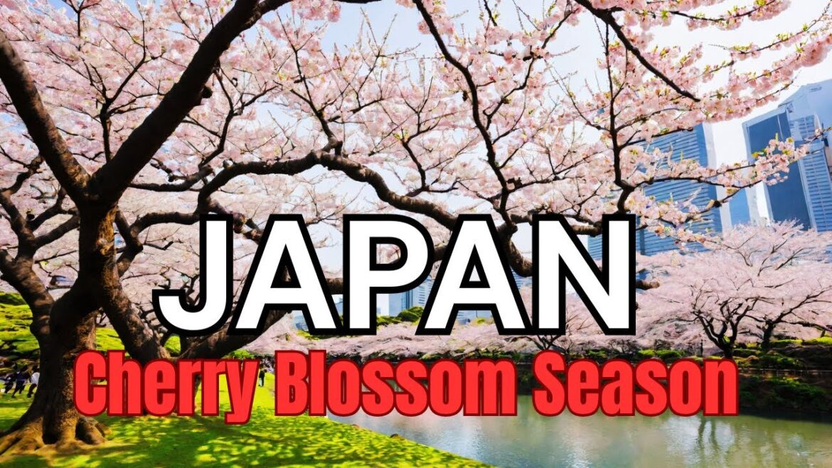 Japan 🇯🇵 - 10 Best Cherry Blossom Spots in 2025 !!!🌸🌸🌸
