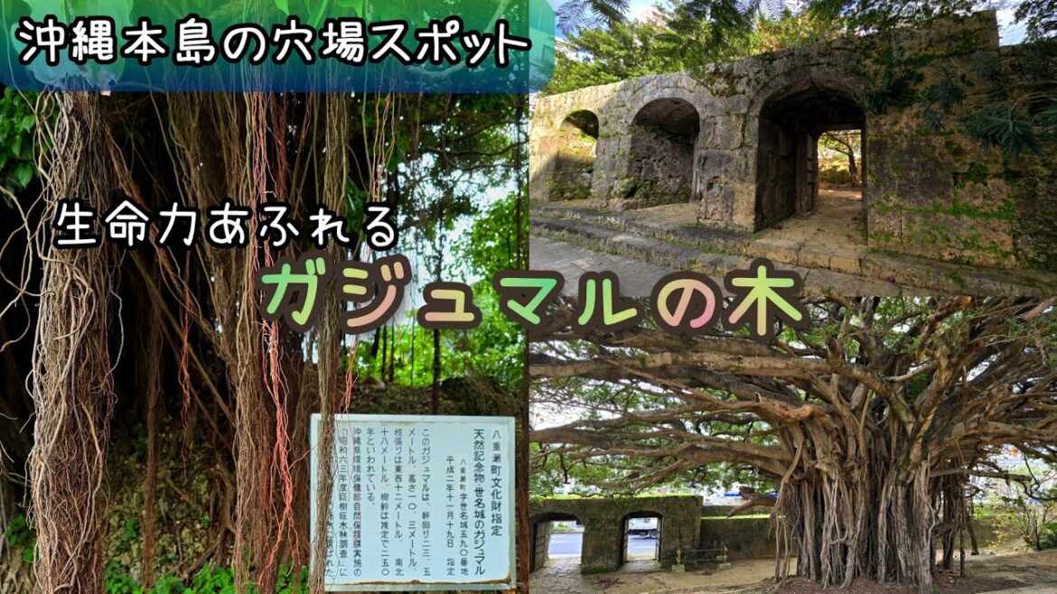 【一人旅】〈穴場〉国際通りすぐ&南部のパワースポット　ガジュマルの木