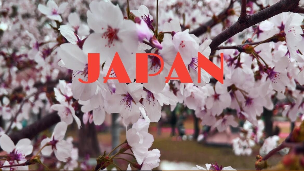 Japan’s Cherry Blossom Forecast 2025: When to Experience Fukuoka’s Stunning Bloom! Japan's Cherry Blossom Forecast 2025: When to Experience Fukuoka's Stunning Bloom!