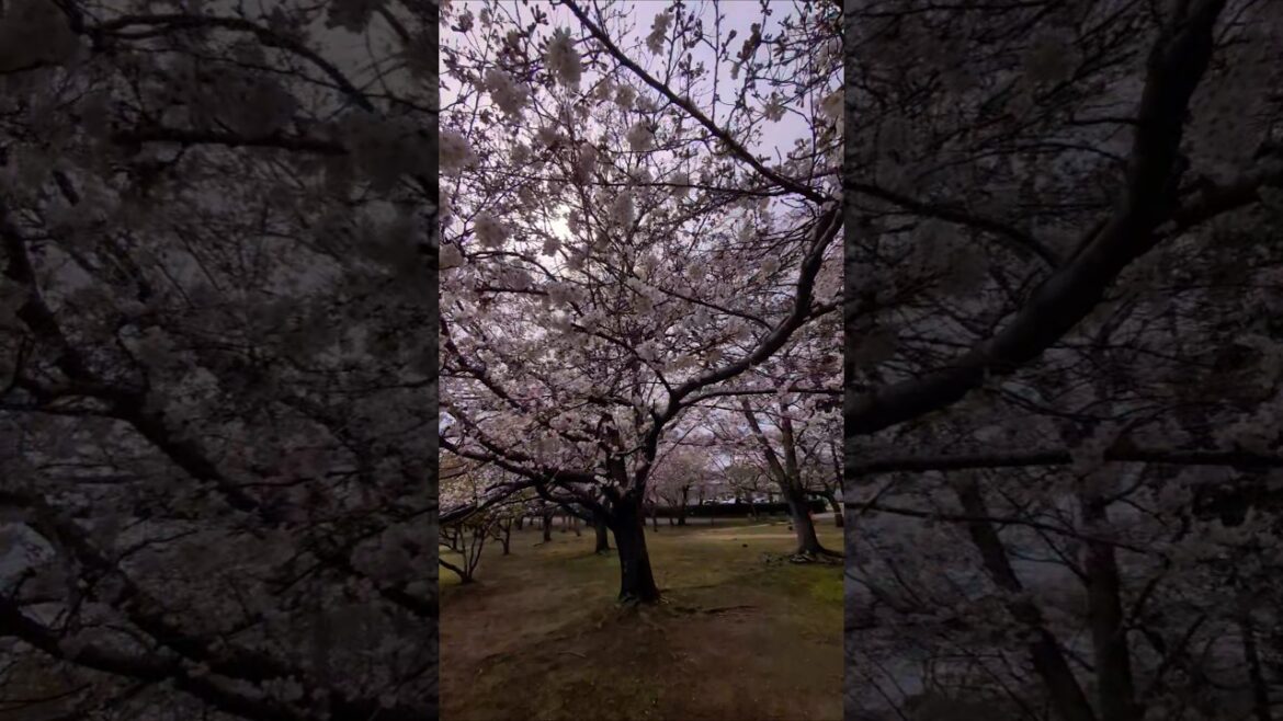 Cherry Blossoms in Chiba 🇯🇵