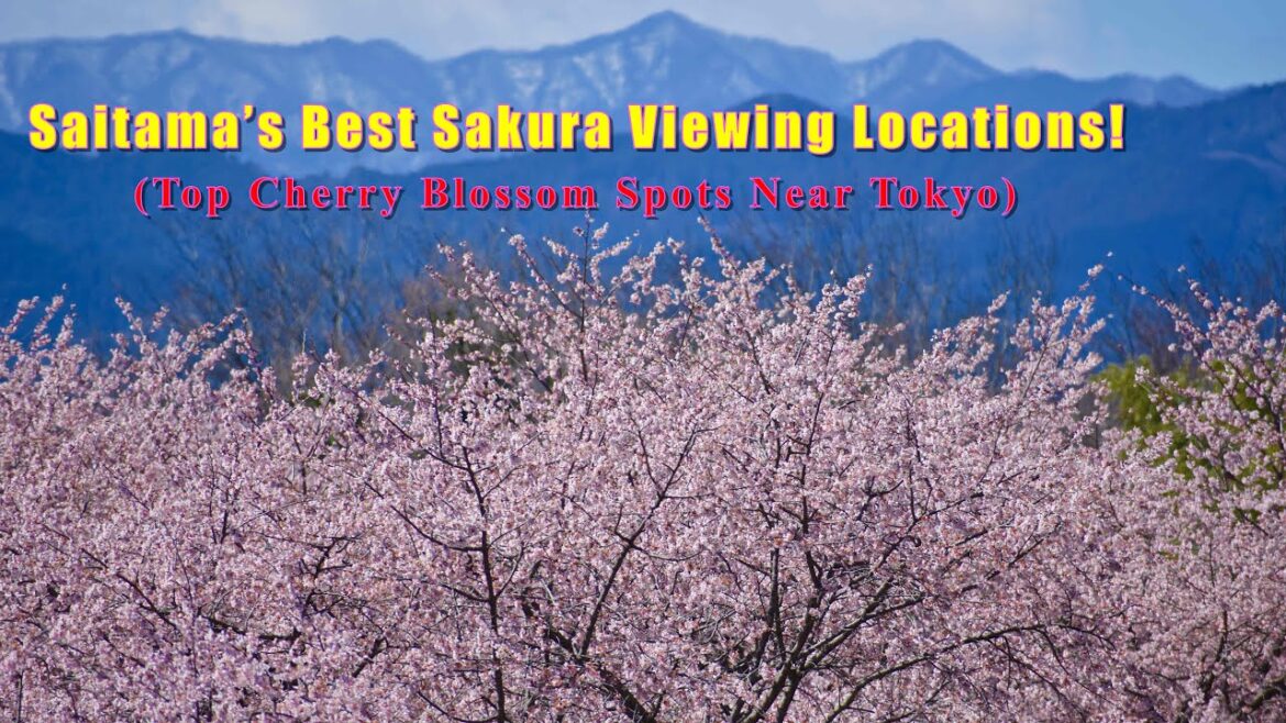 Saitama's Best Sakura Viewing Locations near Tokyo