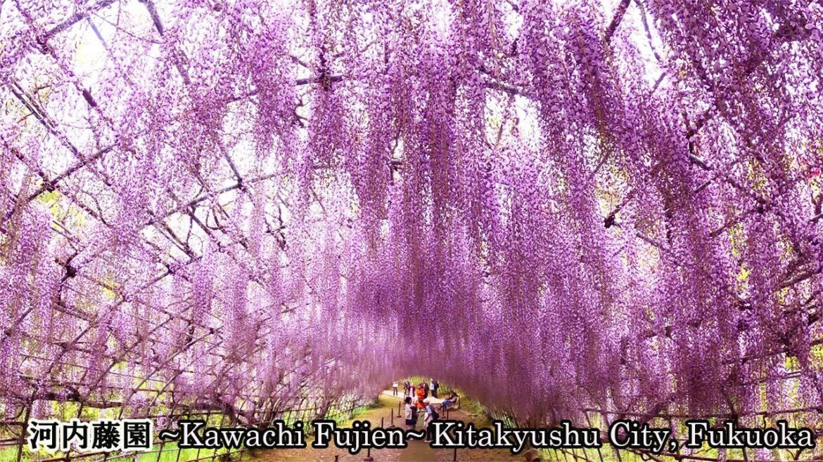 【Travel No,45】Kawachi Fujien～Famous wisteria flower park in Japan～🌸