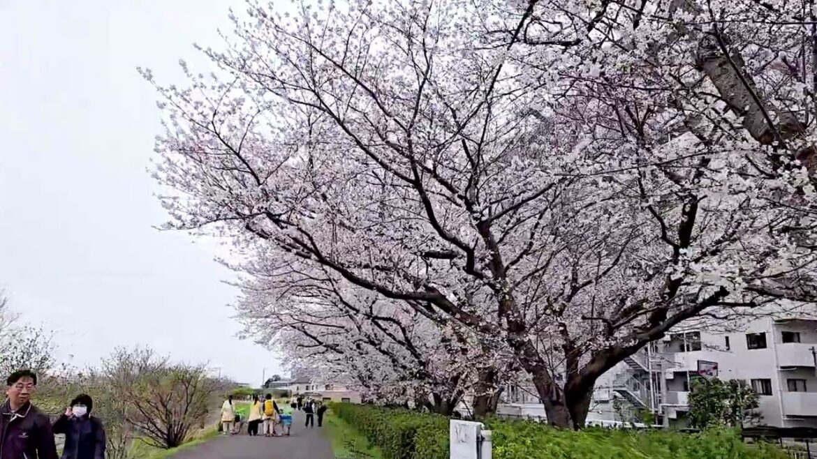 Cherry blossom japan 2025 | sakura 2025 | 桜 2025 | 花見