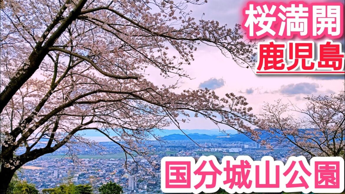 国分城山公園 桜(花見)【鹿児島観光】【霧島観光】