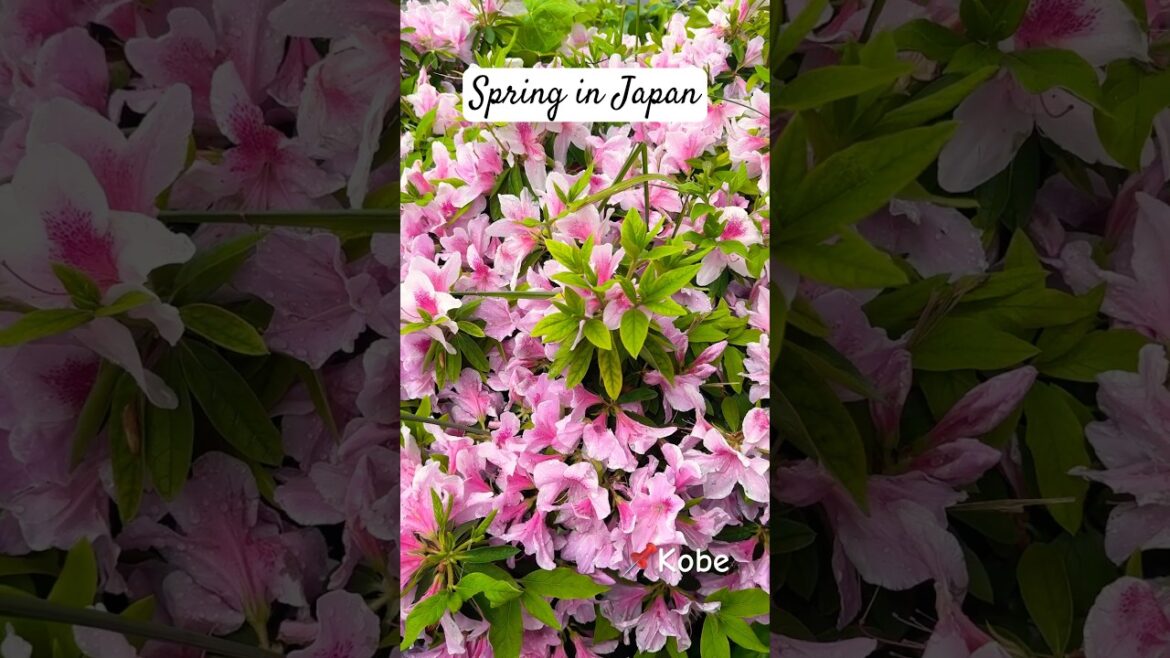 Spring in Japan 🇯🇵 🌸🌸