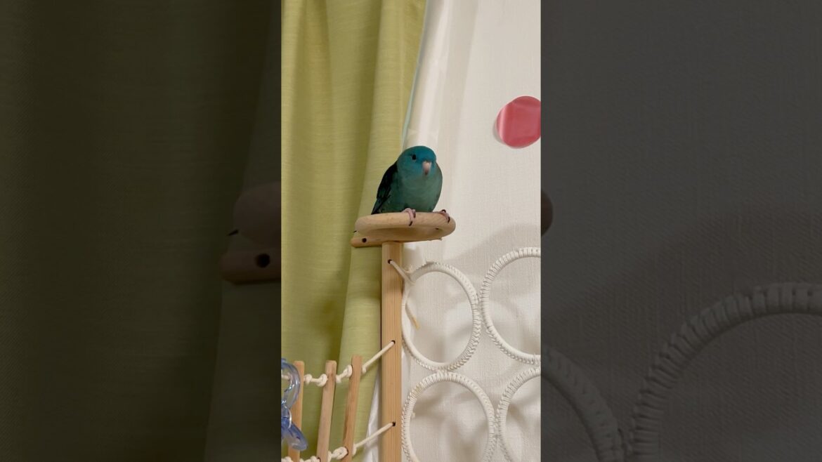 Communication with Lineolated Parakeet Wasabi #shorts