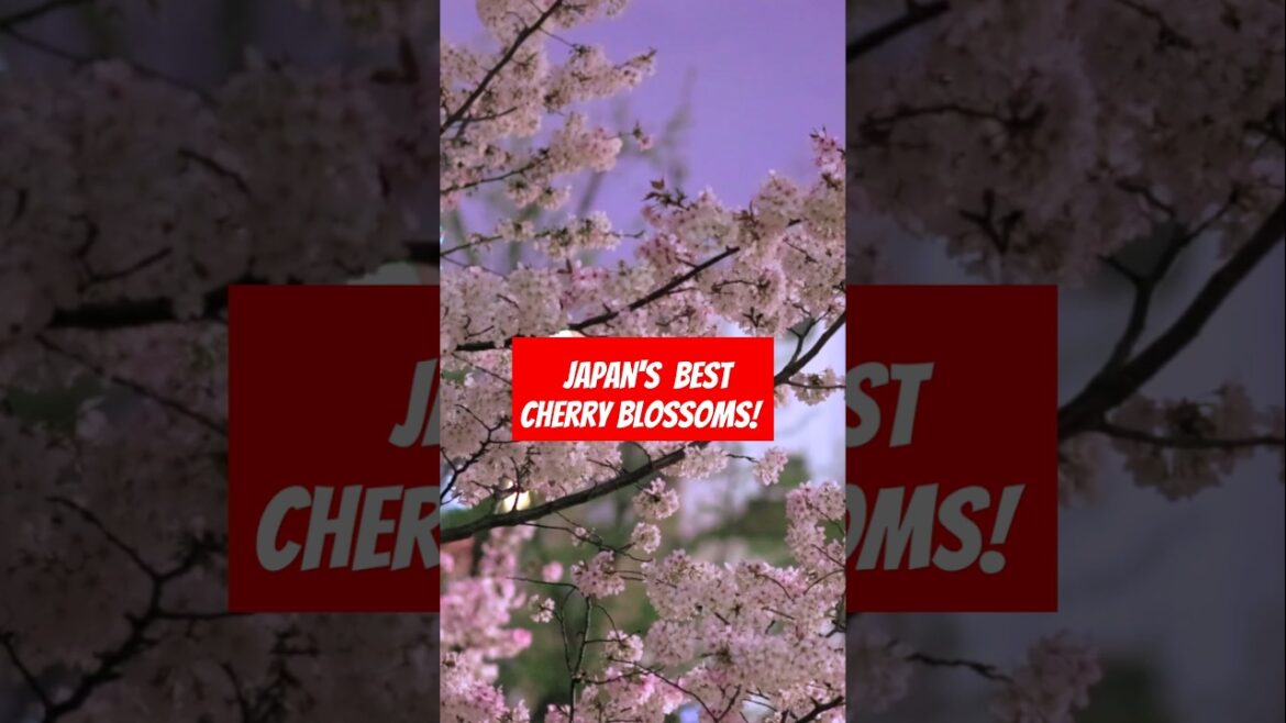 Japan’s Most Breathtaking Cherry Blossom Spots!