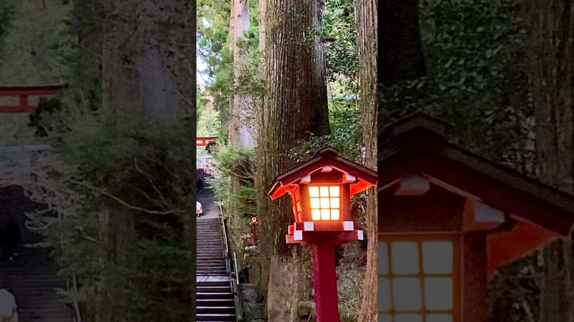Japanese beautiful view, Hakone- jinja #shintoshrine #shinto #hakone #lantern #forest