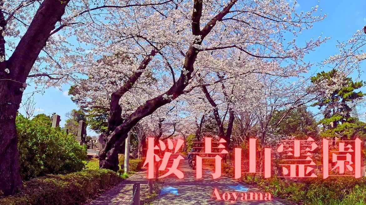 [Aoyama Cemetery] A Peaceful Walk Through the Cherry Blossom Lined Paths & Hachiko’s Grave【4K】