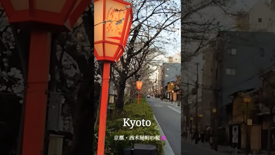 [Kyoto2025.3.31]西木屋町通りの桜#京都散歩#京都vlog#京都旅行#京都観光#kyoto#京都#桜#shorts#travel#japan #sakura#view #amazing