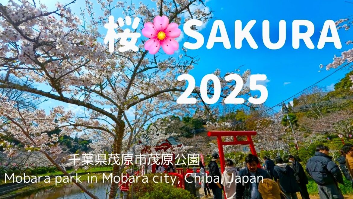 桜2025@千葉・茂原公園　SAKURA @ Mobara park in Chiba