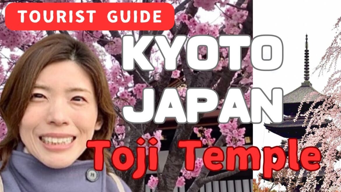 April 1, 2025 Japan Kyoto Cherry Blossoms at Toji Temple April 1, 2025 Japan Kyoto Cherry Blossoms at Toji Temple