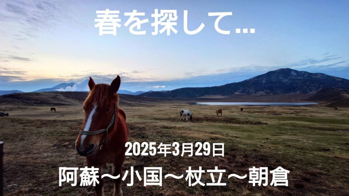 阿蘇 小国 杖立 朝倉 春を探して 2025年3月29日 4K