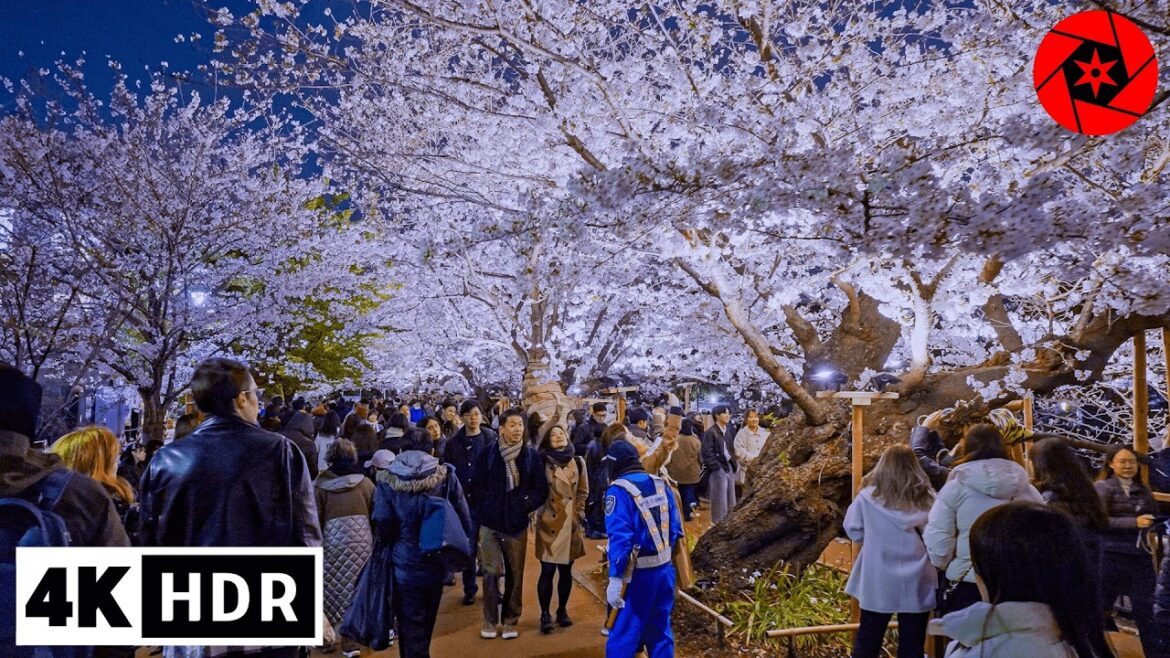 Sakura Blooming at Tokyo's Imperial Palace 2025 - 4K HDR