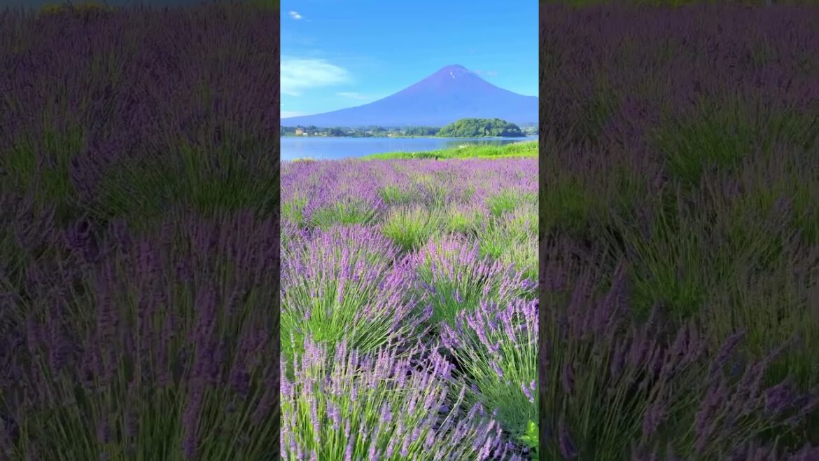Discover Japan’s Seasonal Beauty: Flowers and Mount Fuji at Oishi Park 🌸 Discover Japan’s Seasonal Beauty: Flowers and Mount Fuji at Oishi Park 🌸