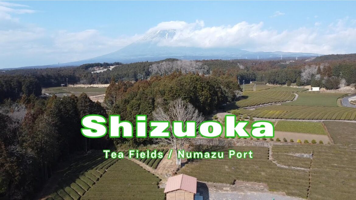 Fresh Seafood & Scenic Tea Fields! Numazu Port & Obuchi Sasaba Adventure Fresh Seafood & Scenic Tea Fields! Numazu Port & Obuchi Sasaba Adventure