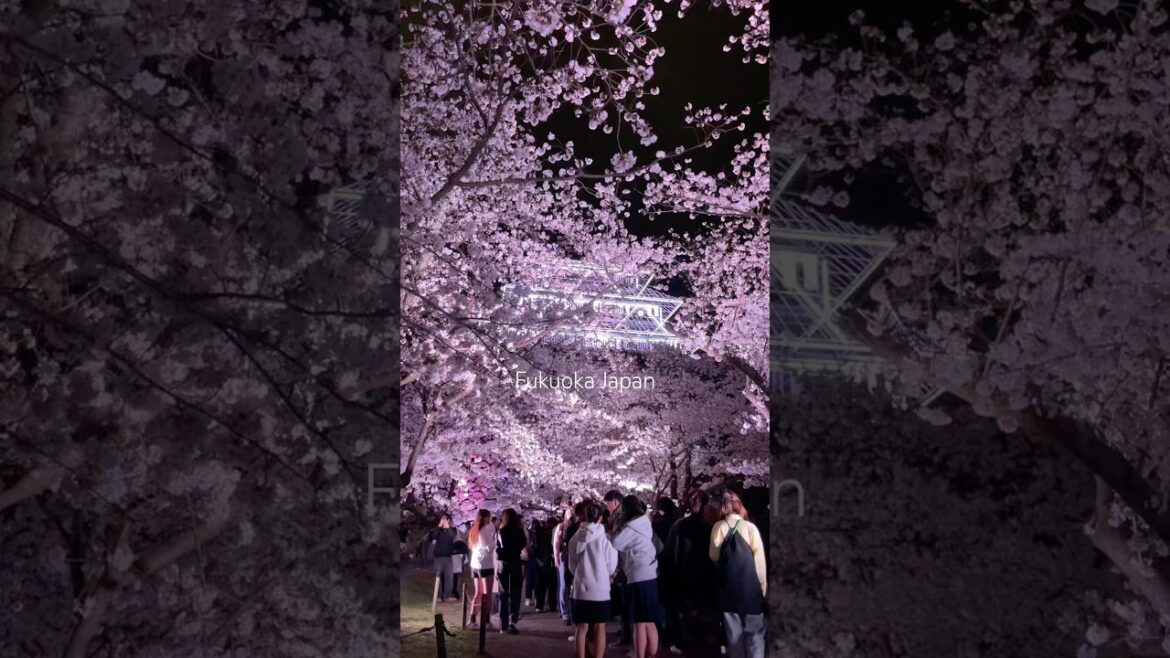 2025 Fukuoka Sakura festival in Fukuoka Japan #sakura #japan #travel