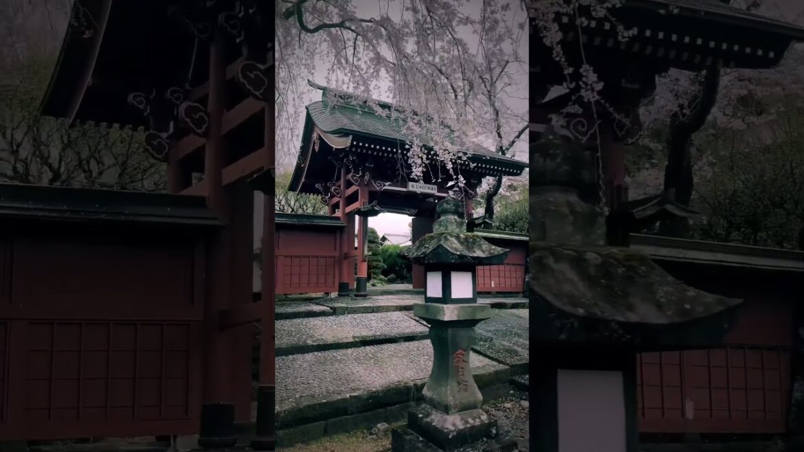 Taisei-ji / 大石寺 #travel #旅行 #visitjapan #観光 #japan #japantravel #sakura #shizuoka #さくら #静岡 #桜 #大石寺