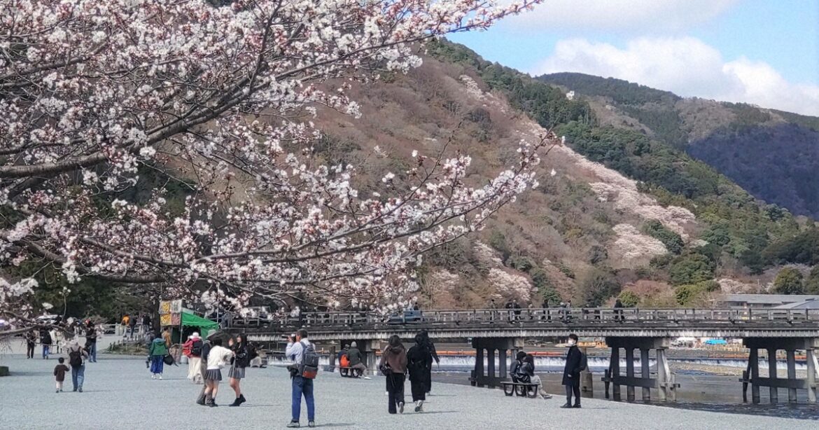 Cherry blossoms in bloom across Kyoto Pref. including Arashiyama Park
