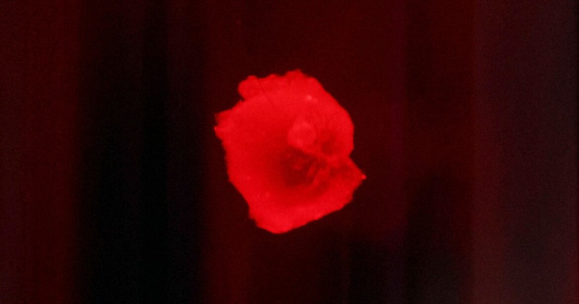 Beating 'iPS heart' shown for 1st time ahead of showcase at 2025 World Expo in Osaka