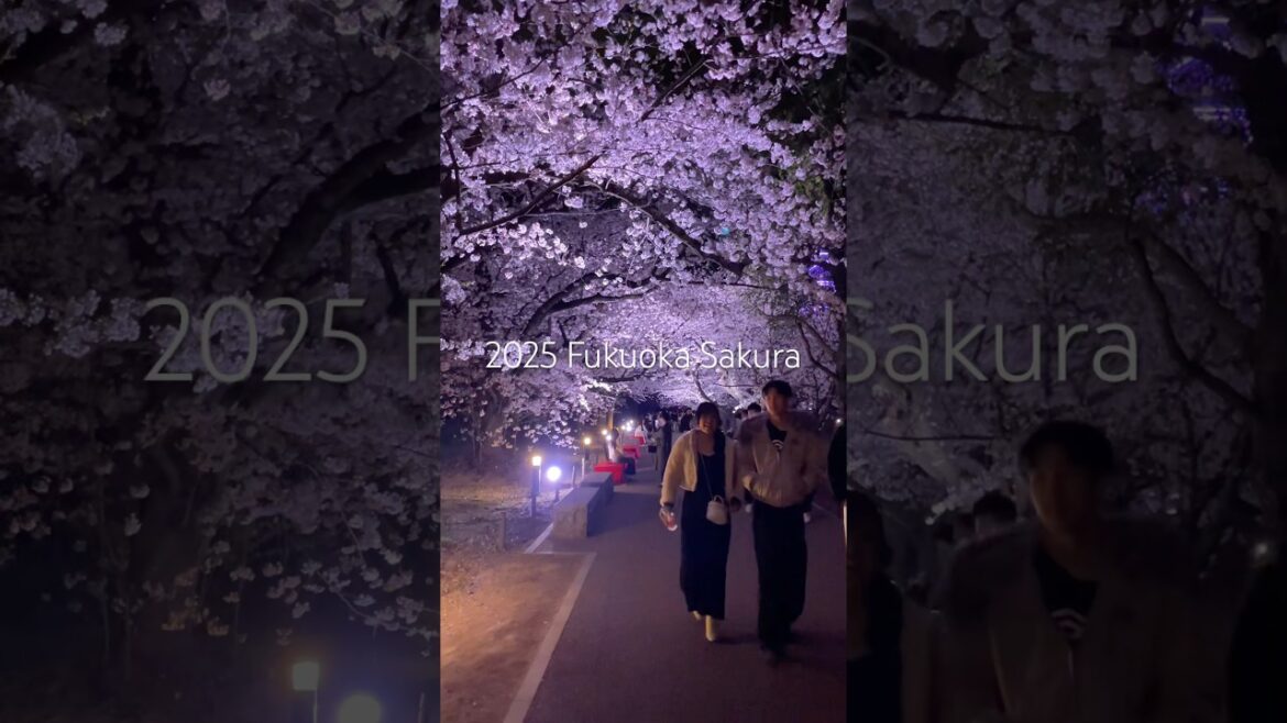 Fukuoka Sakura Festival 2025 #sakura #fukuoka #fukuokajapan #travel