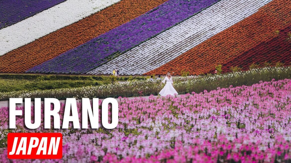 Furano Japan: A Breathtaking Lavender Experience Furano Japan: A Breathtaking Lavender Experience