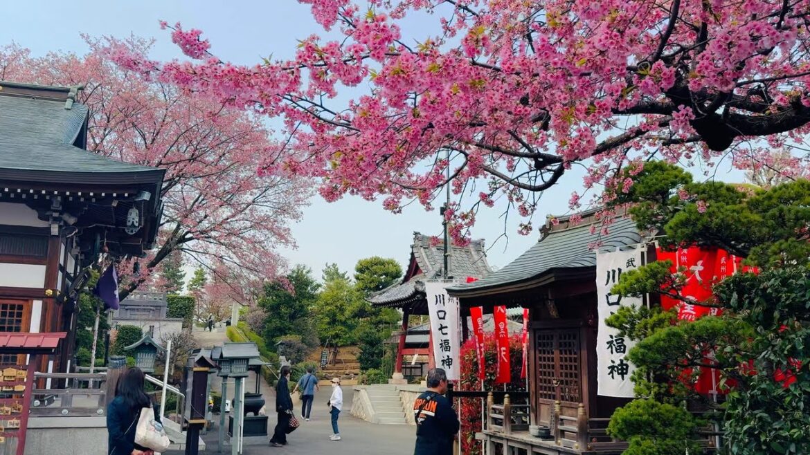 Japan cherry blossom tour in Kawaguchi Saitama | Japan Walk