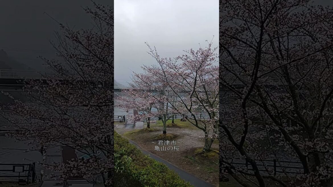 【君津市】亀山湖の桜！#君津市#さくら#桜#亀山湖