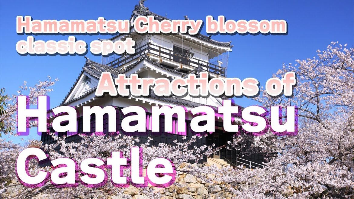 Cherry Blossoms at Hamamatsu Castle in Full Bloom -we love Hamamatsu-