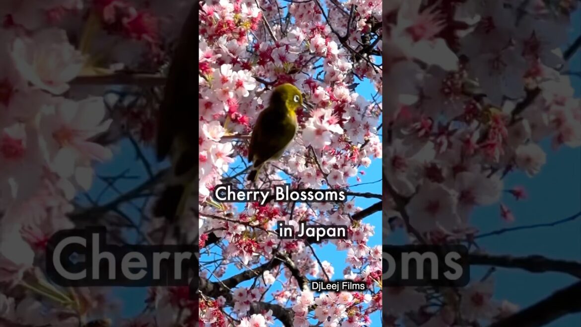 Cherry Blossom Season in Japan!  The beautiful Sakura Festival!  #nature #blossom